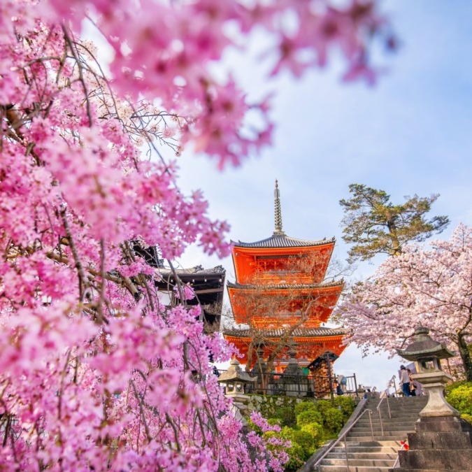 Cherry blossoms at Kiyomizu-dera Temple (Kyoto City)