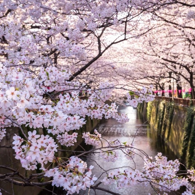 Meguro River (Tokyo) A popular cherry blossom spot among the youth, with beautiful illuminations.