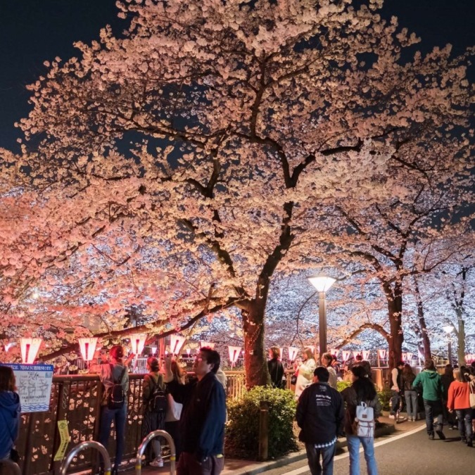 Meguro River (Tokyo) A popular cherry blossom spot among the youth, with beautiful illuminations.