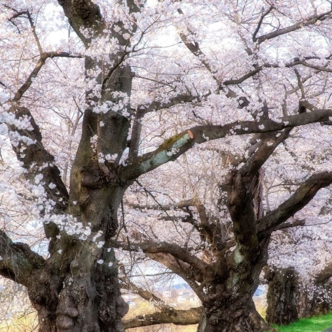 Shiroishi River Embankment One-Thousand Cherry Blossom View