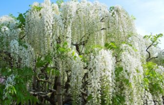 Ashikaga Flower Park (Tochigi)