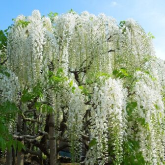 Ashikaga Flower Park (Tochigi)