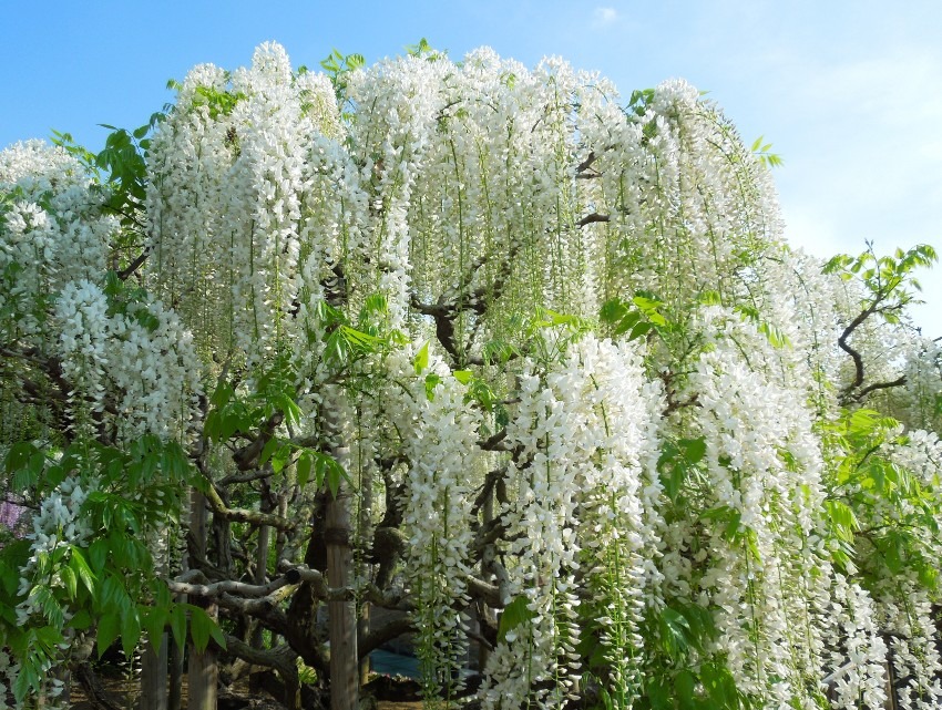 Ashikaga Flower Park (Tochigi)