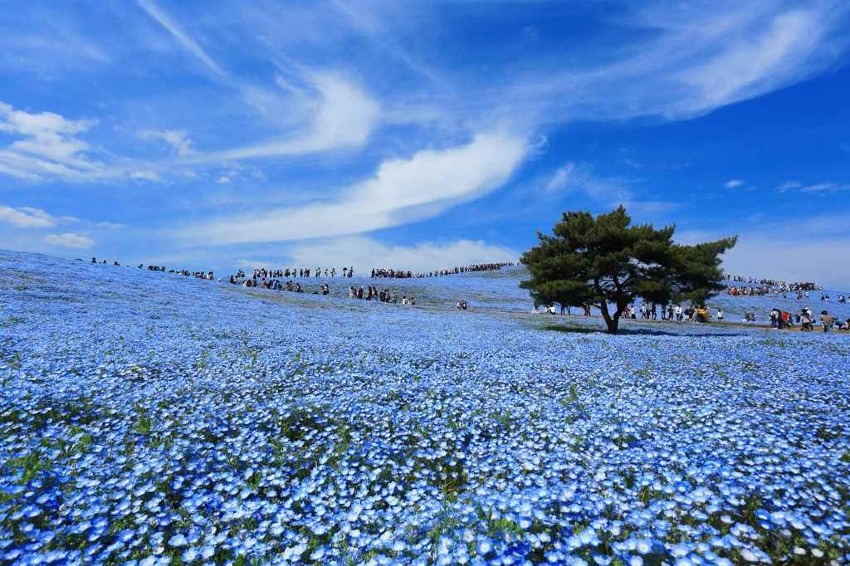 Hitachi Seaside Park (Ibaraki)