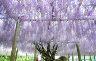 Kawachi Wisteria Garden (Fukuoka)