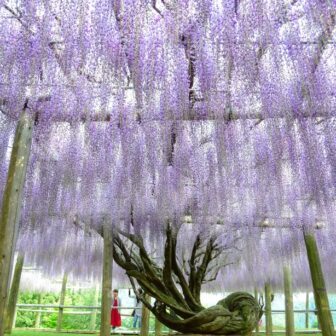 Kawachi Wisteria Garden (Fukuoka)