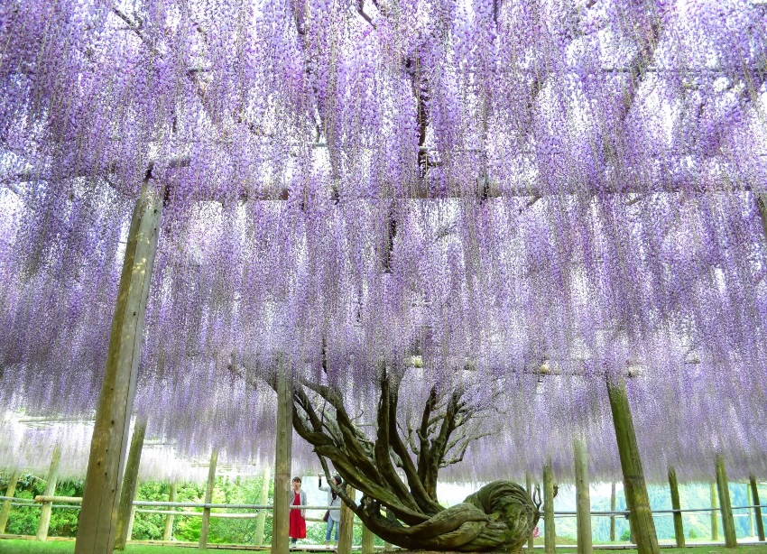 Kawachi Wisteria Garden (Fukuoka)