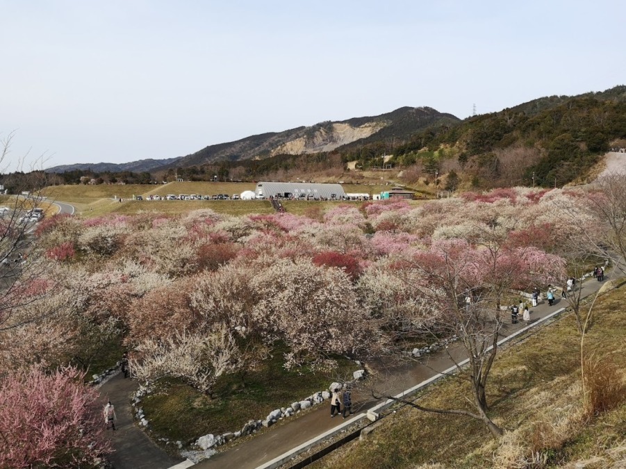 Inabeshi Plum Orchard Park (Mie Prefecture)★★★☆☆ You can only go there by car, but there are many ume trees in the vast site.