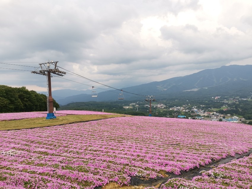 Hirugano Plateau (Gifu Prefecture)★★★☆☆ July to October 40,000 petunias are one of the largest in Japan