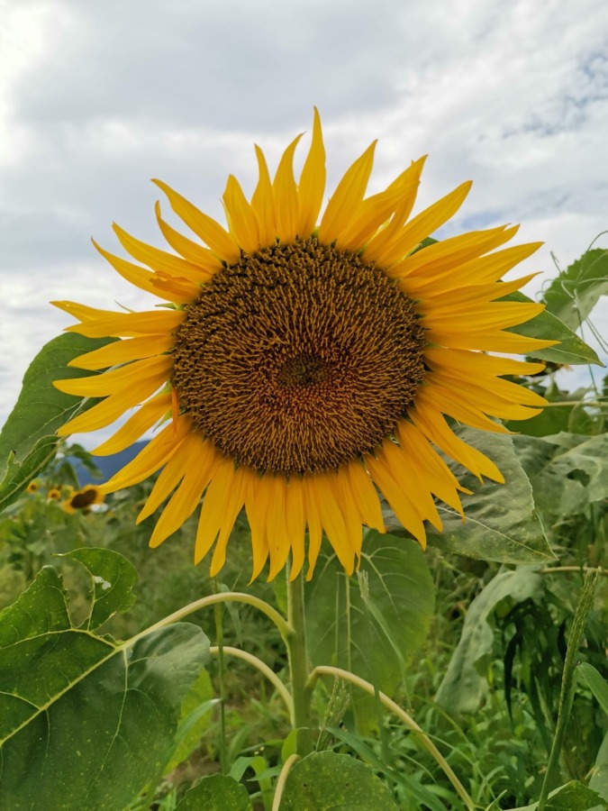 August is the season for sunflowers.